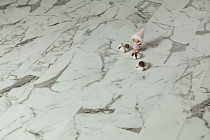 Tarkett Rockstars Sanders фото 3 | FLOORDEALER